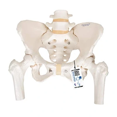 Imagen de 3B Scientific A62 Modelo Anatómico Humano Esqueleto de la Pelvis, Femenino, con Cabezas Fémur Móviles + App anatomía gratuita Smart Anatomy