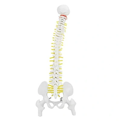 Imagen de columna vertebral flexible de 45 cm con pelvis. Modelo humana y desmontable para el estudio, enseñanza la anatomía del esqueleto.