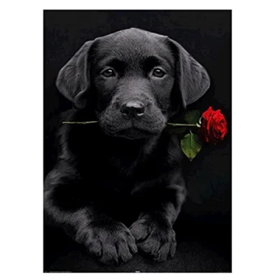 Imagen de MXJSUA Proyecto de Manualidades,DIY 5D Kit Pintura Diamante por número Cuadro Mosaico Cuentas en con diseño un Perro Labrador una Rosa, para decoración Mural del hogar 40 x 30 cm