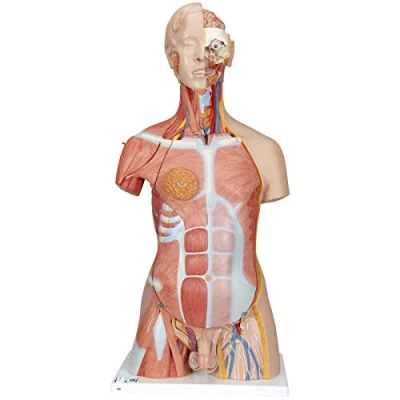 Imagen de 3B Scientific B40 Modelo de anatomía humana Torso Lujo Con Músculos, 31 Partes + App gratuita Smart Anatomy