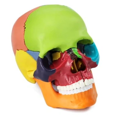 Imagen de QWORK® Mini modelo de cráneo colorido en 15 partes, Craneo anatomia desmontable para educación y aprendizaje médico