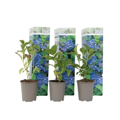 Imagen de Plant in a Box Hydrangea macroph. Azul Set de 3 Rosa hortensia Maceta 9cm Altura 25 40cm