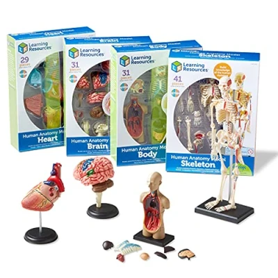 Imagen de Learning Resources Set de modelos anatómicos