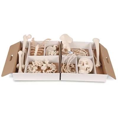 Imagen de 3B Scientific A04/1 Medio Esqueleto Desarticulado Smart Anatomy