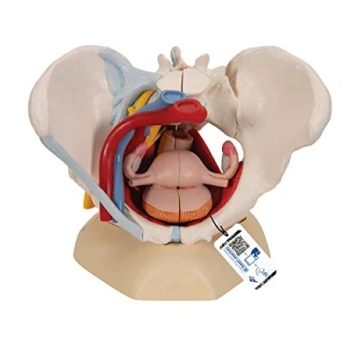 Imagen de 3B Scientific H20/4 Modelo Anatómico Humano Pelvis Femenina Con Ligamentos, Vasos, Nervios, Piso Pélvi y Órganos + App de anatomía gratuita Smart Anatomy