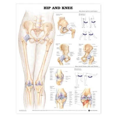 Imagen de Anatomical Chart Cadera y rodilla