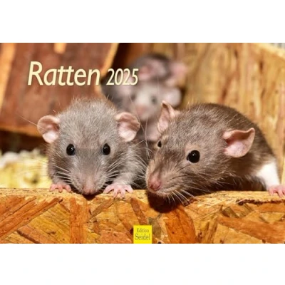 Imagen de Edition Seidel calendario premium de ratas 2025, formato DIN A3, pared, animal, rata, roedor, roedor