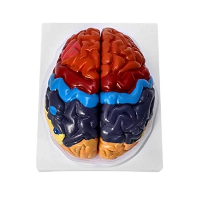 Imagen de QWORK® Modelo Anatomico Cerebro 2 Partes, Desmontable de Anatomía para Enseñanza y Aprendizaje