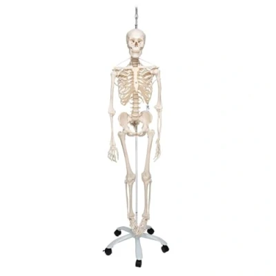 Imagen de 3B Scientific A15/3S Esqueleto Funcional Colgado de Pie Metálico 5 Ruedas + App anatomía gratuita Smart Anatomy