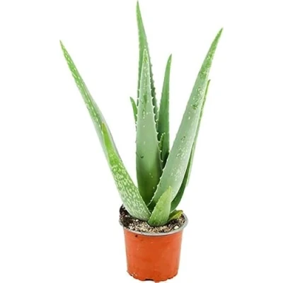 Imagen de Planta Aloe Vera Natural Eco para jardin en maceta de 8,5cm pequeña envio gratuito