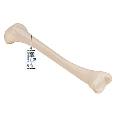 Imagen de 3B Scientific A35/3 Modelo de anatomía humana Tibia + App gratuita Smart Anatomy