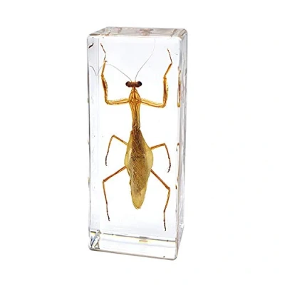 Imagen de Exhibición de Insectos Taxidermia Mantis Hierodula Patellifera Religiosa Espécimen Pisapapeles Ciencia Clammroon Speciemn for Science Education
