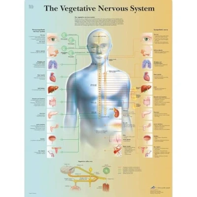 Imagen de 3B Scientific VR1610L Anatomía Humana La tabla del sistema nervioso vegetativo, versión laminada
