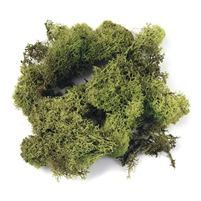 Imagen de Rayher Musgo natural de Islandia para manualidades, verde claro, limpio, preservado, 1 kg, 8500311