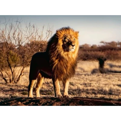 Imagen de Ravensburger 12000733 El leon rey de los animales puzzle 1500 piezas adultos y niños a patir 14 años,