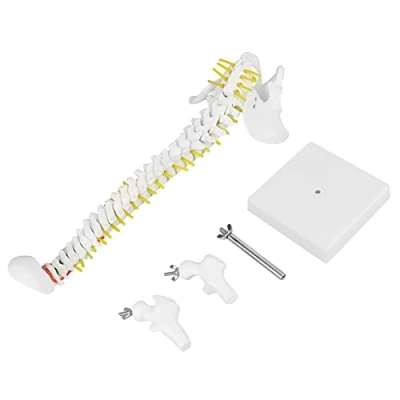 Imagen de Modelo flexible de la columna vertebral 45CM médula espinal Con vértebras, nervios, arterias, lumbar y pelvis soporte