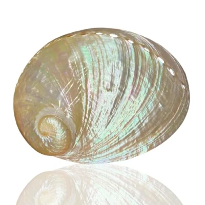 Imagen de PBDEIOEOE Conchas de mar Grandes Naturales, Concha abulón Pulida 14 a 15 cm con múltiples Agujeros, Decorativa, Perfecta for Fiestas temáticas Playa