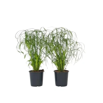 Imagen de Plant in a Box Set de 4 Cyperus alternifolius plantas paraguas especie hierba Maceta 14cm Altura 40 50cm interior
