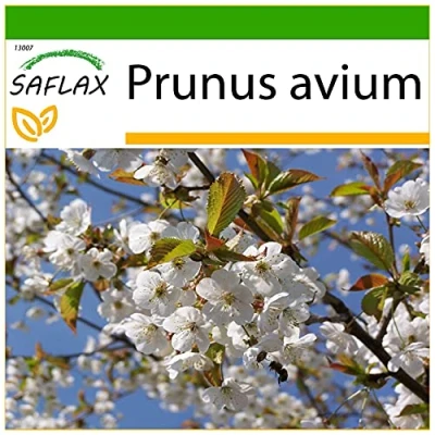Imagen de SAFLAX Cerezo silvestre 10 semillas Con sustrato estéril para cultivo Prunus avium