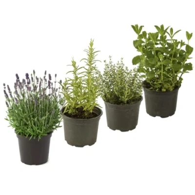 Imagen de DECOALIVE, Set Lavanda, Romero, Tomillo y Menta Hierbas Aromáticas en Maceta para el Hogar