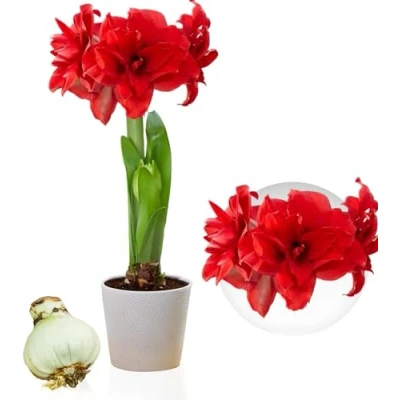 Imagen de Amaryllis Double Red Bulb, 1 Bulbo de flor en formato grande 26/30. Exclusivo, bulbos flores, plantas y flores Holanda. Hippeastrum real (no semillas, no cera, es artificial).