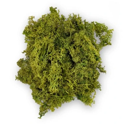 Imagen de Netuno Musgo Natural de Color Verde Claro 30 g Reno Finlandia para Manualidades y decoración maquetas auténtico colinal Pascua Navidad