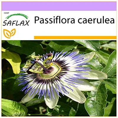 Imagen de SAFLAX Flor de la pasión 25 semillas Passiflora caerulea