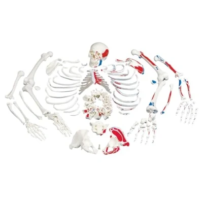 Imagen de 3B Scientific A05/2 Esqueleto con Descripción de Musculos Desarticulado + App anatomía gratuita Smart Anatomy