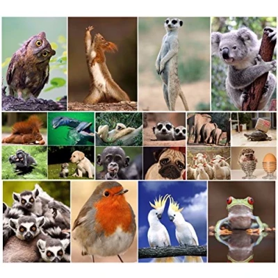 Imagen de Diseño de animales divertidos. Juego 20 postales con divertidos (20 postales) Edition Colibrí