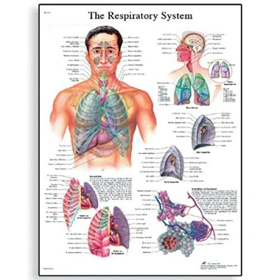 Imagen de 3B Scientific Human Anatomy La tabla del sistema respiratorio, versión en papel