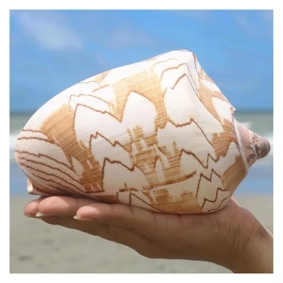 Imagen de PBDEIOEOE Conchas de mar Grandes Naturales, Caracolas Gigantes 12 a 13 cm, Ideales for Bodas, decoración del hogar y coleccionistas Conchas(13cm)