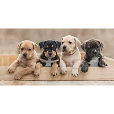 Imagen de Photoprints Sweet home Jerry Fabrics Perrito Toalla de Ducha Baño 70 X 140CM 2020