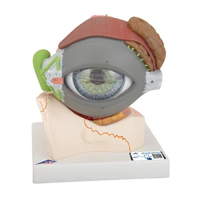 Imagen de 3B Scientific F12 Modelo de anatomía humana Ojo, Con Párpado y Sistema lagrimal, 5 Veces Su Tamaño Natur + App gratuita Smart Anatomy