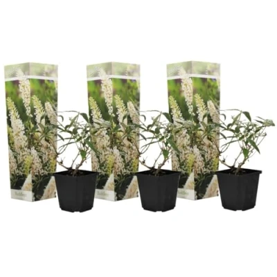 Imagen de Plant in a Box Buddleja blanca Set de 3 Arbusto mariposas resistente al invierno para el jardín Maceta 9cm Altura 25 40cm