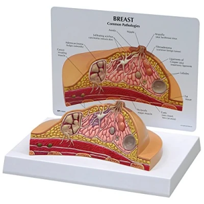 Imagen de GPI Anatomicals Modelo de pecho con sección transversal