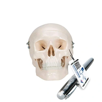 Imagen de 3B Scientific A18/15 Modelo Anatómico Humano de Cráneo en Miniatura, 3 Piezas + App anatomía gratuita Smart Anatomy