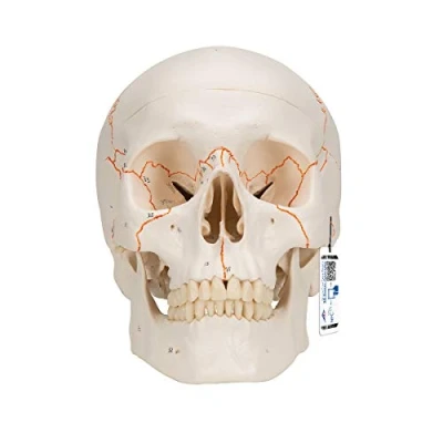 Imagen de 3B Scientific A21 Modelo Anatómico Humano de Cráneo Clásico, 3 Piezas + App anatomía gratuita Smart Anatomy