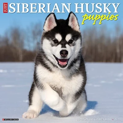 Imagen de Just Siberian Husky Puppies 2023 Wall Calendar