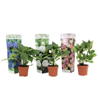 Imagen de Plant in a Box Mezcla de 3 Hydrangea macroph. hortensias Maceta 9cm Altura 25 40cm
