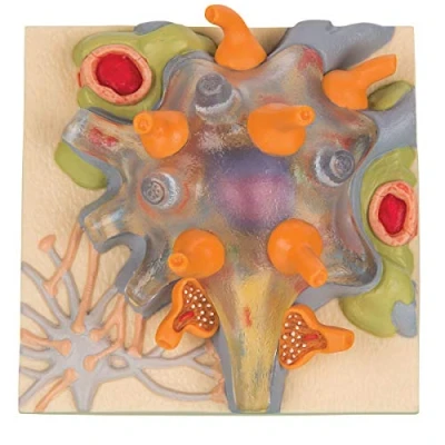 Imagen de 3B Scientific C40/1 Modelo de anatomía humana del Cuerpo Celular Neuronal