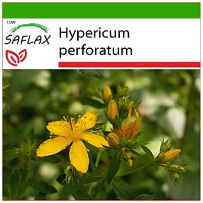Imagen de SAFLAX Hierba de San Juan 300 semillas Con sustrato estéril para cultivo Hypericum perforatum