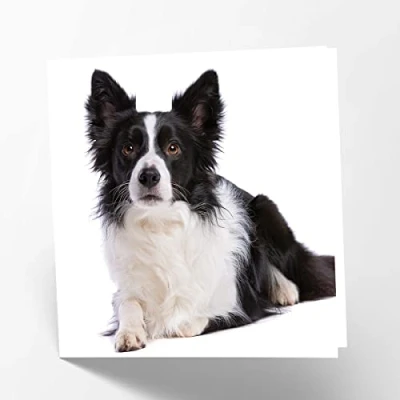 Imagen de Maturi Tarjeta de felicitación en blanco con imagen perro Border Collie