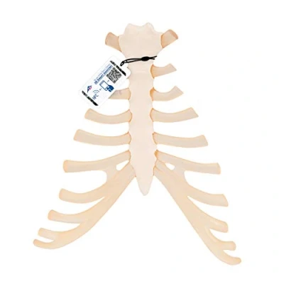 Imagen de 3B Scientific A69 Modelo de anatomía humana Esternón Con Cartílagos Costales + App gratuita Smart Anatomy