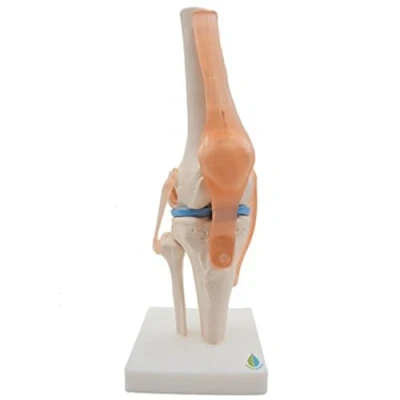 Imagen de Widybord modelo anatómico de la articulación rodilla con ligamentos, tamaño real