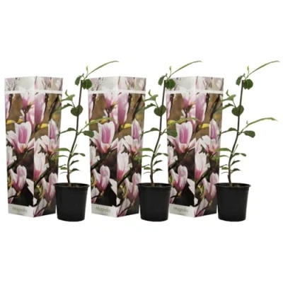 Imagen de Plant in a Box Magnolia Soulangea Set de 3 Arbusto ancho/árbol pequeño resistente al invierno Flores Rosa Maceta 9cm Altura 25 40cm