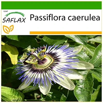 Imagen de SAFLAX Flor de la pasión 25 semillas Con sustrato estéril para cultivo Passiflora caerulea