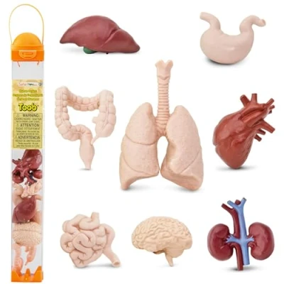 Imagen de Safari Ltd. 8 Figuras en Miniatura de Órganos Humanos Anatomía No Tóxico y Libres BPA Adecuadas para Edades 3