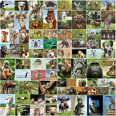 Imagen de Edition Colibri 100 tarjetas postales animales en el set, todas las de todo mundo / 14,8 x 10,5 cm imagen grande/brillante