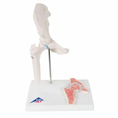 Imagen de 3B Scientific A84/1 Modelo Anatómico Humano Mini articulación de la Cadera Con Corte Transversal + App anatomía gratuita Smart Anatomy