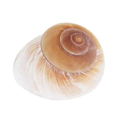 Imagen de Concha natural de caracol ermitaño reemplazo amarillo pan decoración conchas marinas